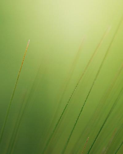 Green background